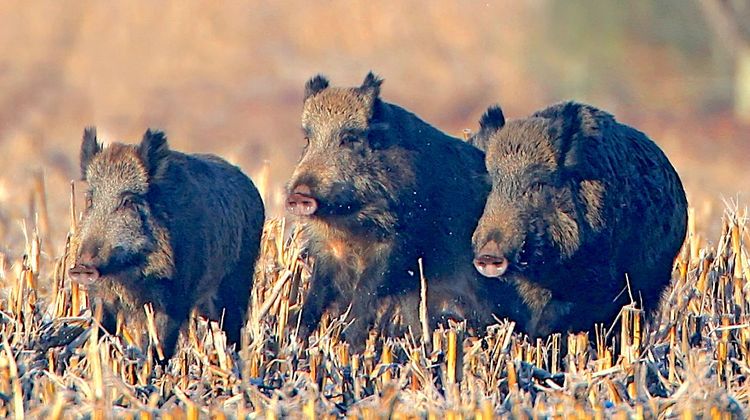 ALERTE SANGLIERS – Tirs autorisés dans le Gers pour éviter de gros dégâts